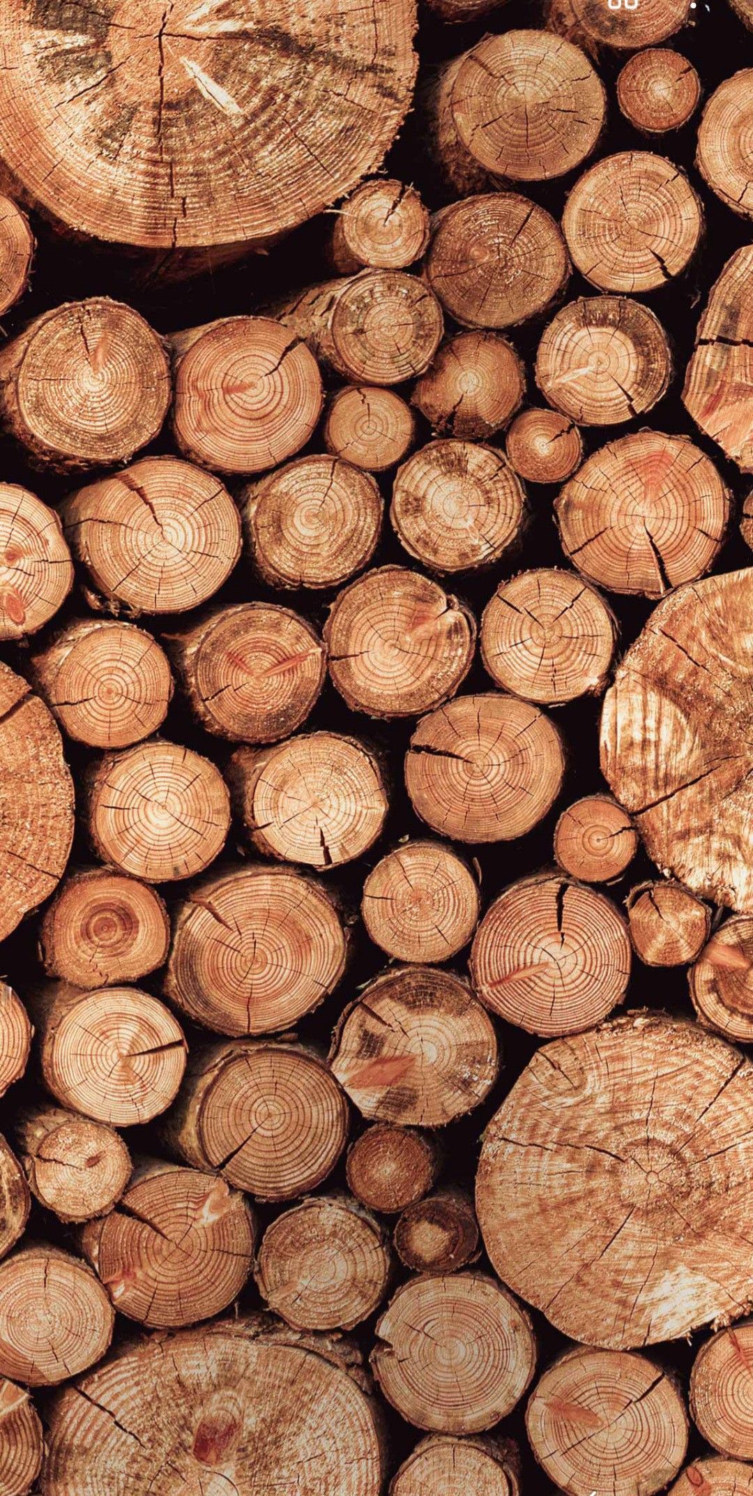 Woody Perfumes: Earthy, Grounded &amp; Timeless Scents | Vail Perfumes™