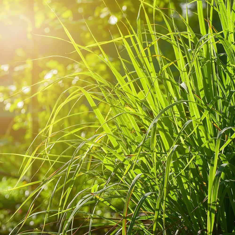 Lemon Grass Scent Diffuser Aroma